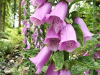 Purple Foxglove Flowers, Digitalis purpurea