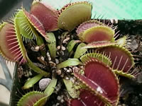A Venus Fly Trap Plant with many Heads