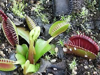 A Venus FlyTrap Plant Ready to Flower, Dionaea muscipula