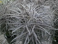 A False Aralia Plant, Schefflera elegantissima