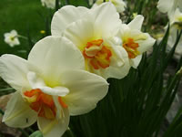 Double Flowered Daffodils in the Bulb Garden at Cedar Hill