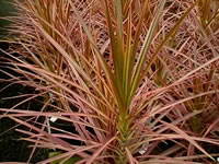 A Madagascar Dragon Tree, Dracaena marginata