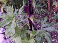 A Dragon Lily Plant in Bloom