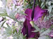 Dragon Lily Flowers, Dracunculus vulgaris