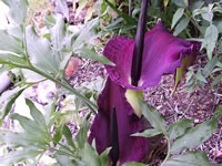 Dragon Lily Flowers, Dracunculus vulgaris