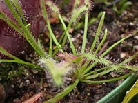 Sundew Plants, Drosera capensis