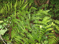 An Autumn Fern in the Forest, Dryopteris erythrosora