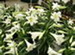 Easter Lily Plants in Bloom