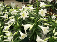 Easter Lilies