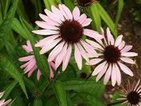 A Purple Coneflower Plant in Bloom, Echinacea purpurea