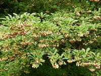 A Redvein Enkianthus Plant in Bloom