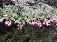 The Flowers of a Redvein Enkianthus, Enkianthus campanulatus