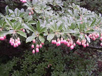 Enkianthus campanulatus