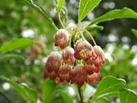A Close Up View of Redvein Enkianthus Flowers