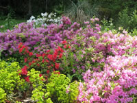 Evergreen Azaleas in the Entry Garden at Cedar Hill