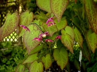 The Flowers of a Bishop's Cap Epimedium