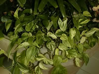 A Golden Pothos Vine, Epipremnum aureum A Golden Pothos Vine, Epipremnum aureum