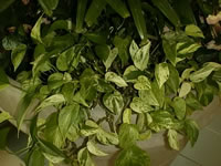 A Golden Pothos Vine, Epipremnum aureum