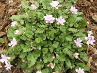 A Heronsbill Plant in Bloom, Erodium reichardii