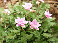 The Flowers of a Heronsbill Plant