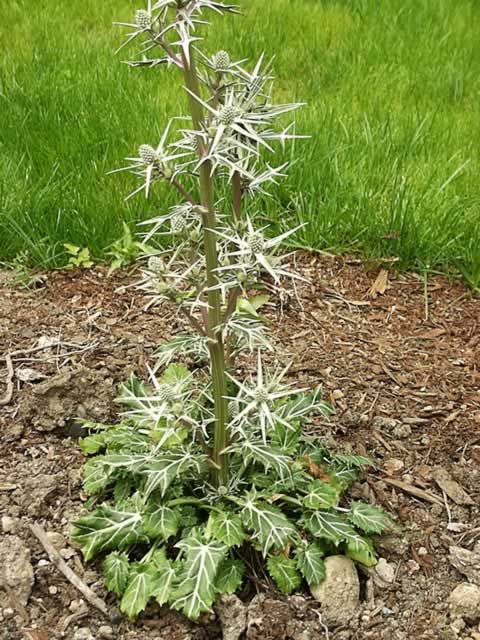 A Sea Holly Plant in Bloom