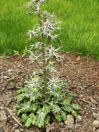 A Sea Holly Plant Blooming in the Garden, Eryngium bourgatii