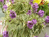 A Wallflower Plant with Variegated Foliage