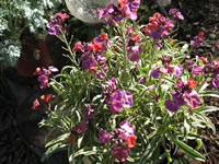 A Wallflower Plant Blooming in the Garden, Erysimum linifolium