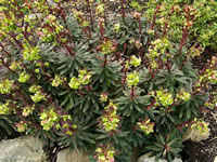A Purple Wood Spurge Plant Blooming in the Garden, Euphorbia amygdaloides
