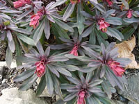 The Flower Bracts of a Purple Wood Spurge Plant