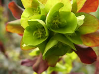 Close View of Purple Wood Spurge Flowers, Euphorbia amygdaloides