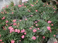 A Crown of Thorns Plant in Bloom, Euphorbia milii