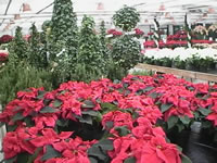 Red Poinsettia Plants in Bloom, Euphorbia pulcherrima Red Poinsettias in Bloom, Euphorbia pulcherrima