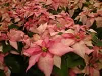 Pink Poinsettia Plants in Bloom, Euphorbia pulcherrima