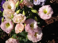 A Pink Flowering Lisianthus in Bloom, Eustoma grandiflorum