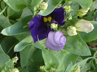 The Foliage of a Lisianthus Plant with Purple Buds Opening