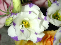 White Lisianthus Flowers with Purple Tips, Eustoma grandiflorum