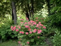 A Salmon Colored Exbury Azalea Blooming in the Garden A Salmon Colored Exbury Azalea Blooming in the Garden