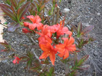 A brilliant red Knap Hill Exbury Azalea named Daybreak