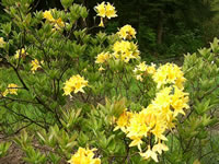 A bright yellow flowered Exbury Azalea named Lemon Lights, blooming in the garden