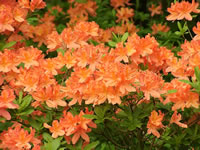 A bright orange flowered Exbury Azalea named Mandarin Lights