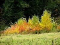 Trees showing their beautiful fall colors