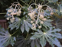 A Japanese Aralia Plant in Bloom, Fatsia japonica A Japanese Aralia Plant in Bloom, Fatsia japonica