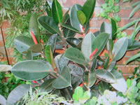 Rubber Plant