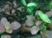 Nerve Plant Seedlings, Fittonia verchaffeltii