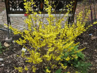 A Golden Bells Forsythia Plant Blooming in the Garden