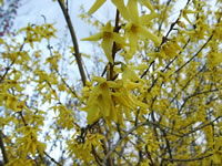 The Flowers of a Golden Bells Forsythia