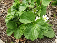 A Strawberry Plant in Bloom, Fragraria ananassa