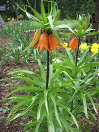 A Crown Imperial Fritillaria Blooming in the Garden