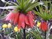 A Red Flowering Crown Imperial Fritillaria